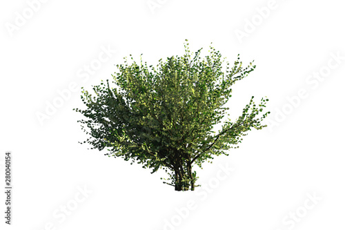 common hazel tree on side view green leaf on white background with clipping path for cut out