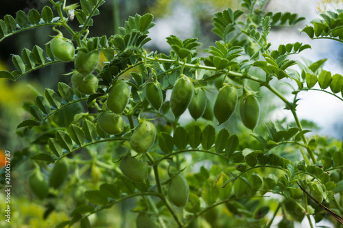 Chickpea (Cicer arietinum) - leguminous legume plant grows in the garden. Green pods, useful plant. Background