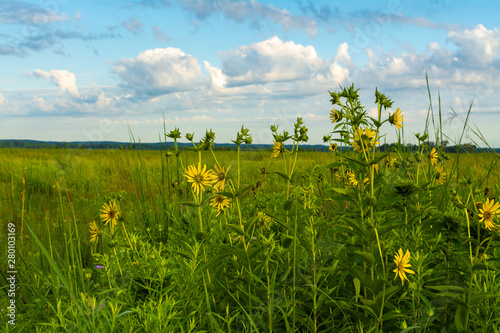 Yellow Compass Plant flowers