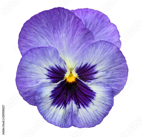 Blue pansy isolated on white background