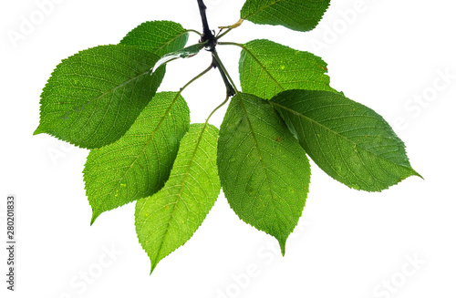 green leaves of wild cherry tree cut out