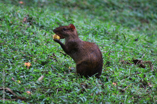A brown and black agouti eating a small yellow fruit at a grassland