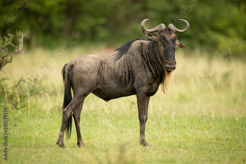 Blue wildebeest stands eyeing camera in grassland