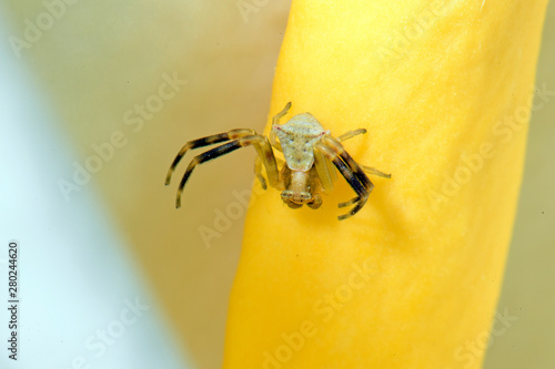 Krabbenspinne (Thomisus onustus) auf einem Aronstab (Arum creticum) / Kos, Griechenland - crab spider on an arum / Kos, Greece