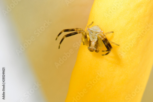 Krabbenspinne (Thomisus onustus) auf einem Aronstab (Arum creticum) / Symi, Griechenland - crab spider on an arum / Symi, Greece