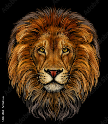 Lion. Color, realistic portrait of a lion's head on a black background.