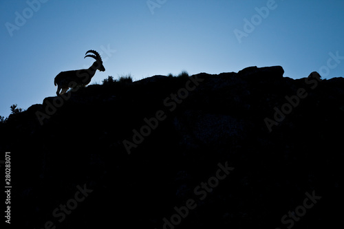 Cabra Ibex Walia, Montañas Simien, Etiopia, Africa