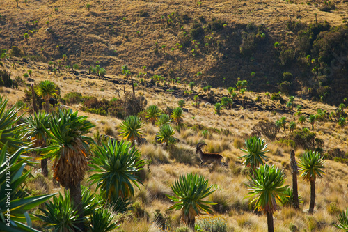 Cabra Ibex Walia y Lobelias gigantes, Montañas Simien, Etiopia, Africa
