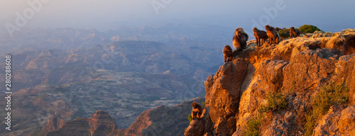 Babuino Gelada,Montañas Simien, Etiopia, Africa