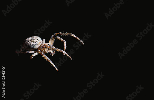 the spider hunts at night on the web, the predator weaves a network for hunting, atmospheric background for Halloween, a macro photograph of a arthropod creature