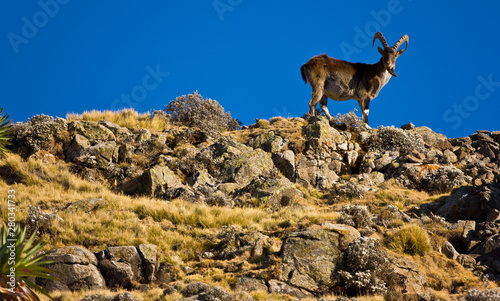 Cabra Ibex Walia, Montañas Simien, Etiopia, Africa