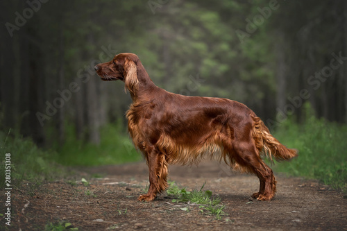 Irish setter in summer forest