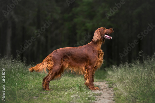 Irish setter in summer forest