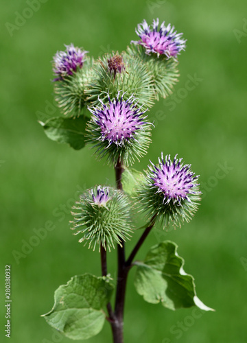 Grosse, Klette, Arctium, lappa