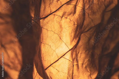 dry tobacco leaf close-up macro