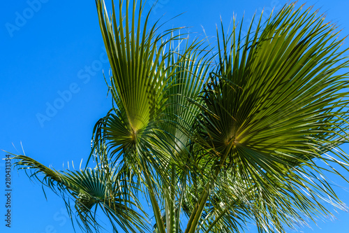 Green sabal palm tree against the blue sky