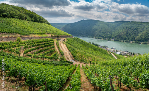 German vineyards in Rudesheim am Rhein