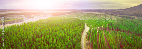 Sunset over pine trees plantation in Melbourne, Australia - aerial panorama