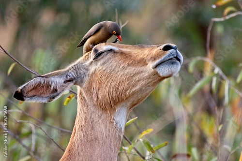 Impala with Red-billed oxpecker