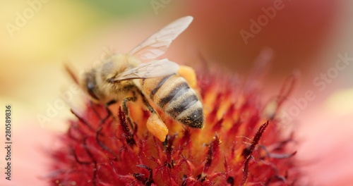 Macro view of foraging worker bee sucking up nectar through proboscis and gather pollen from pink flower and flying away