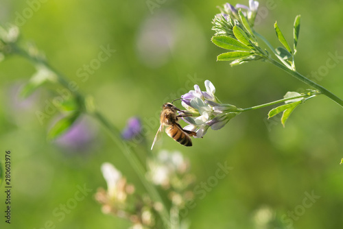 Honey bee pollinates alfalfa flower on natural background