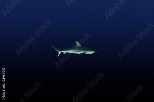 Gray Reefshark - Carcharhinus amblyrhynchos