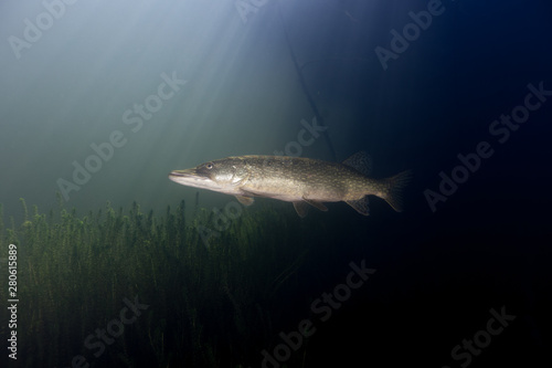 Pike Fish Esox is a genus of freshwater fish Austria, Traun River