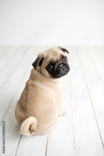 An adorable pug puppy sitting on white wood background looking back