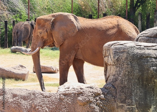 African elephants at Waco zoo