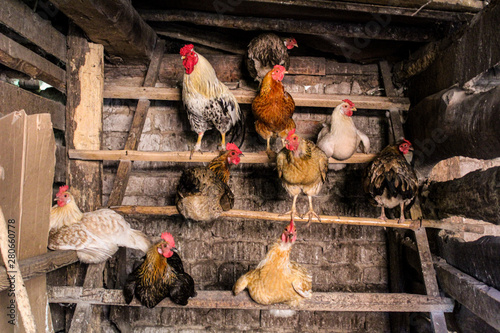 chicken and rooster in the chicken coop agriculture