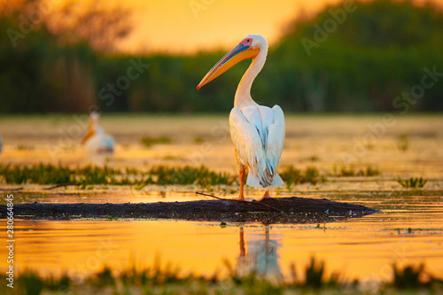 Pelican at sunset in Danube Delta, Romania