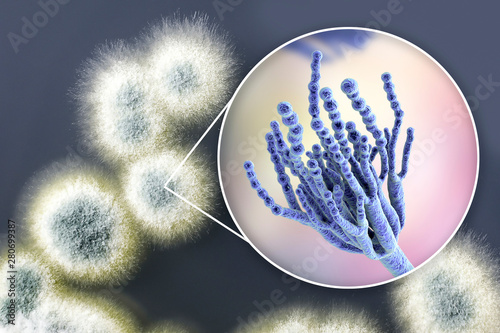 Penicillium mold fungi, 3D illustration and photo of colonies grown on nutrient medium