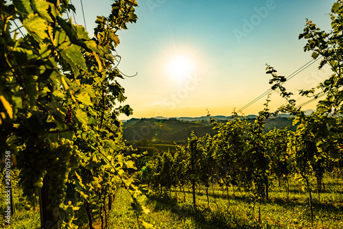 View at South Styria Vineyard fields in sunset sun in summer. Eckberg Tourist destination.