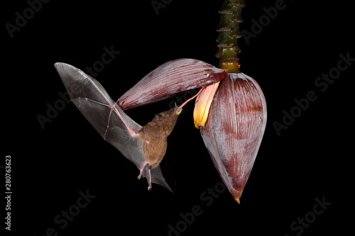 Pallas's long-tongued bat drinking nectar from banana bloom