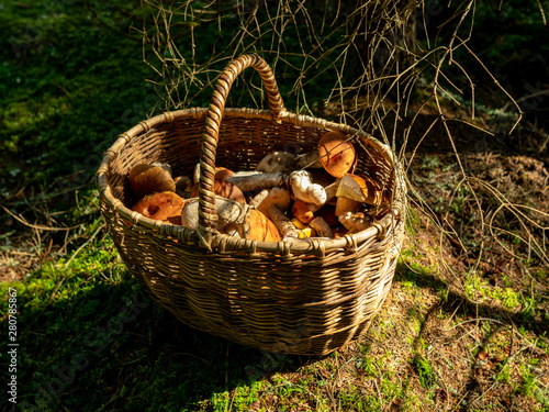 autumn is the time of mushroom gathering. Wicker basket with mushrooms on a forest background, Latvia