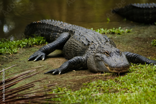 alligator in Australia Zoo, Brisbane