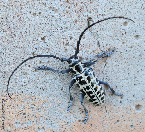 Close up of a cottonwood borer beetle on the side of a concrete building outside on a sunny day 