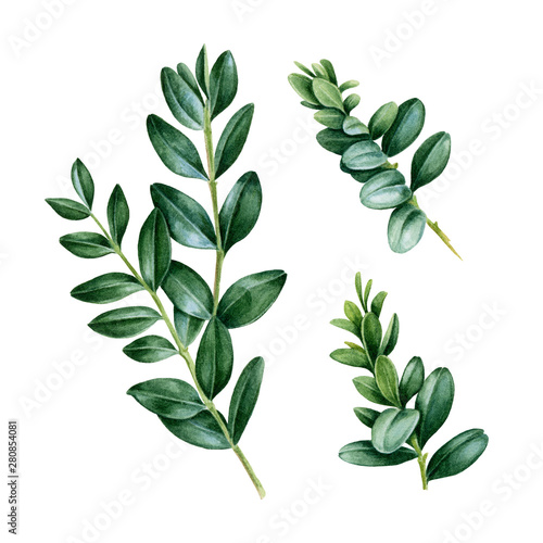 Buxus green leaves watercolor illustration set. Floral illustration of natural boxwood element branches. Green buxus stem isolated on white background.