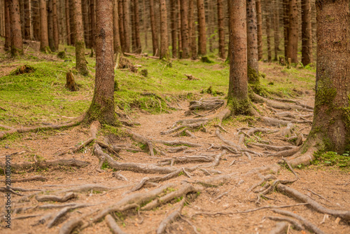 roots showing on a surface in woodland forest