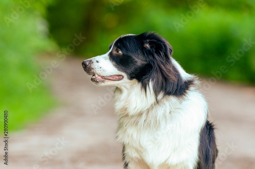 Border collie siedzi na drodze patrzy się w bok. 