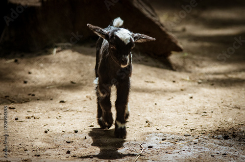 Small black goat, a dwarf goat.