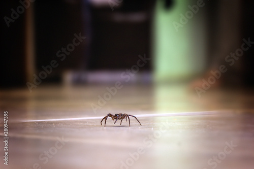 brown spider, poisonous arachnid walking on the ground. Risk concept, danger indoors, arachnophobia.