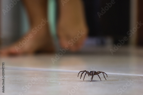 Poisonous spider indoors, dangerous venomous animal. Aracanophobia concept, care to avoid spiders