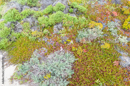 Seen from a bird's eye view, colorful mixed coastal scrub thrives on coastal bluffs south of Monterey in Northern California. This beautiful area runs parallel to the famed Pacific Coast Highway.