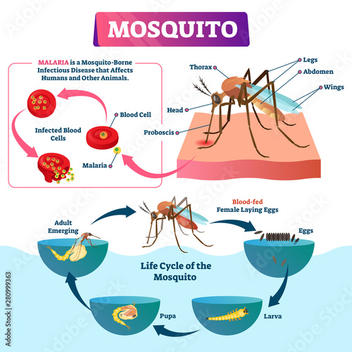 Mosquito vector illustration. Labeled insects species with malaria disease.