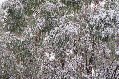 Snow covered green eucalyptus leaves. Winter in Snowy Mountains, Australia