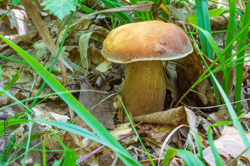 edible white mushroom boletus in green grass on summer day