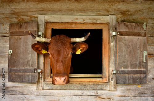 brown cow looking through the wooden window of an alpine stable at Bavarian alps, Berchtesgaden national park