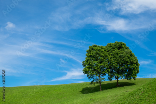 Couple tree on green grass with blue sky.