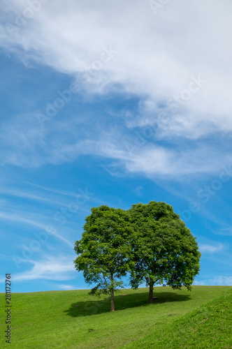 Couple tree on green grass with blue sky.